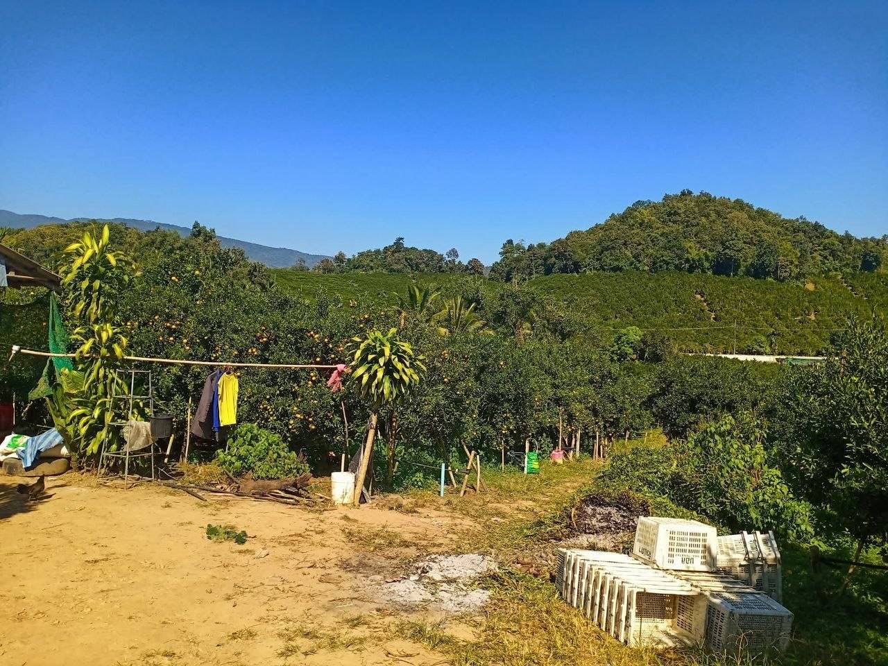 วิวสวนส้มกว้างใหญ่เชิงเขา ท้องฟ้าสดใส ที่อำเภอฝาง จังหวัดเชียงใหม่