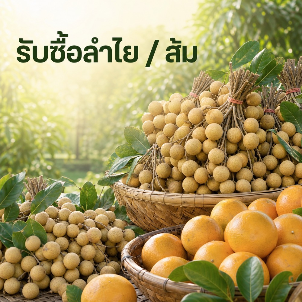 บริการรับซื้อลำไยและส้มจากเกษตรกร โดยบริษัทปาริติ จำกัด